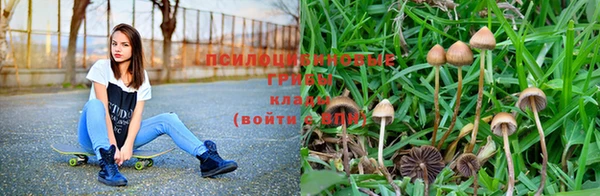 дурь Бородино